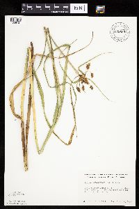 Bolboschoenus fluviatilis image