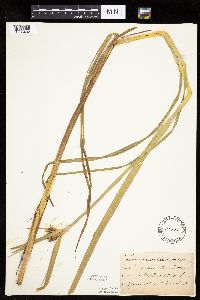 Bolboschoenus fluviatilis image