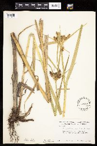 Bolboschoenus fluviatilis image