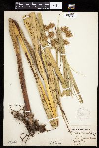 Bolboschoenus fluviatilis image