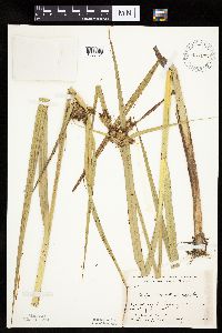 Bolboschoenus fluviatilis image