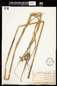 Bolboschoenus fluviatilis image