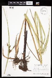 Bolboschoenus fluviatilis image