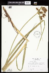 Bolboschoenus fluviatilis image