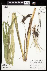 Bolboschoenus fluviatilis image