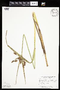 Bolboschoenus fluviatilis image