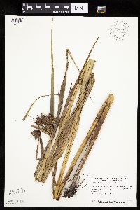 Bolboschoenus fluviatilis image