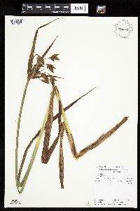 Bolboschoenus fluviatilis image