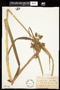 Bolboschoenus fluviatilis image