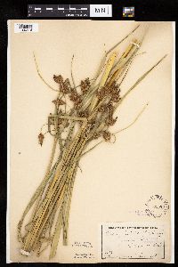 Bolboschoenus fluviatilis image