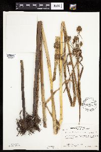 Bolboschoenus fluviatilis image