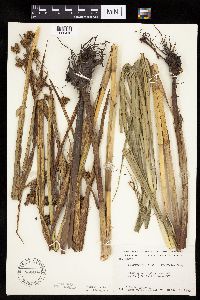 Bolboschoenus fluviatilis image