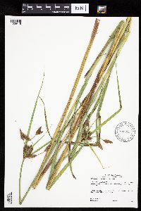 Bolboschoenus fluviatilis image