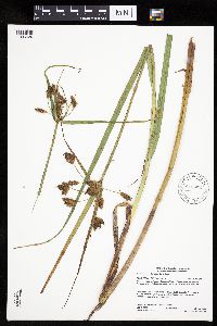 Bolboschoenus fluviatilis image