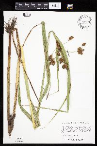 Bolboschoenus fluviatilis image