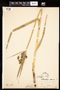 Bolboschoenus fluviatilis image