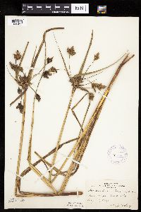 Bolboschoenus fluviatilis image