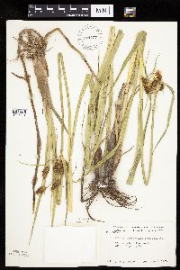 Bolboschoenus fluviatilis image