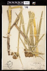 Bolboschoenus fluviatilis image