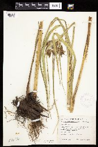 Bolboschoenus fluviatilis image