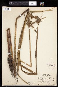 Bolboschoenus fluviatilis image