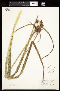 Bolboschoenus fluviatilis image