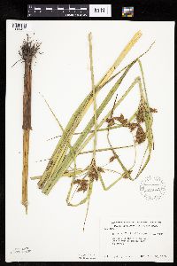 Bolboschoenus fluviatilis image