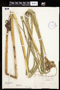 Bolboschoenus fluviatilis image