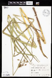 Bolboschoenus fluviatilis image