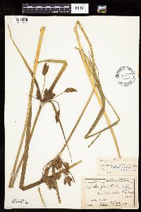 Bolboschoenus fluviatilis image