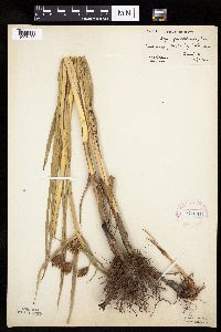 Bolboschoenus fluviatilis image