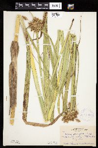 Bolboschoenus fluviatilis image