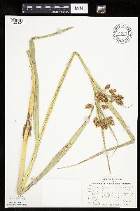 Bolboschoenus fluviatilis image