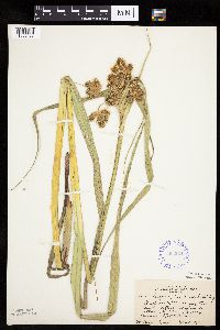 thumbnail image of current specimen