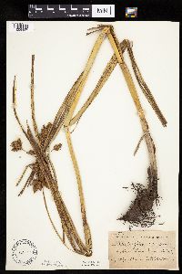 Bolboschoenus fluviatilis image