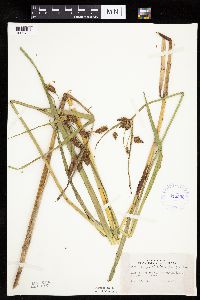 Bolboschoenus fluviatilis image