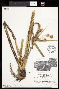 Bolboschoenus fluviatilis image