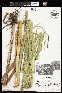 Bolboschoenus fluviatilis image