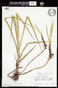 Bolboschoenus fluviatilis image