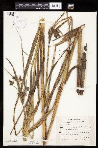 Bolboschoenus fluviatilis image