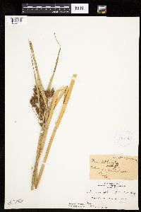 Bolboschoenus fluviatilis image