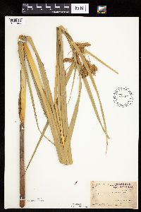 Bolboschoenus fluviatilis image