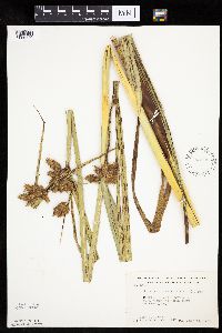 Bolboschoenus fluviatilis image