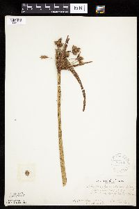 Bolboschoenus fluviatilis image