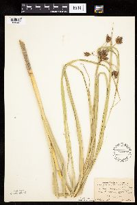 Bolboschoenus fluviatilis image