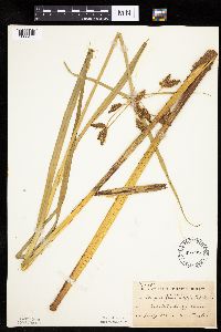 Bolboschoenus fluviatilis image