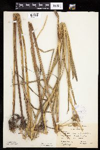 Bolboschoenus fluviatilis image