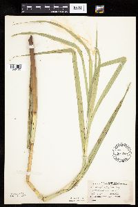 thumbnail image of current specimen
