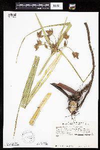 Bolboschoenus fluviatilis image