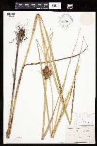 Image of Bolboschoenus robustus